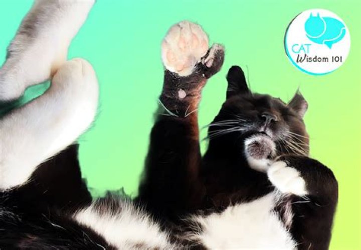 Are 7 toed cats rare