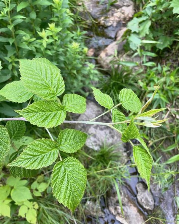 Are all raspberry leaves edible