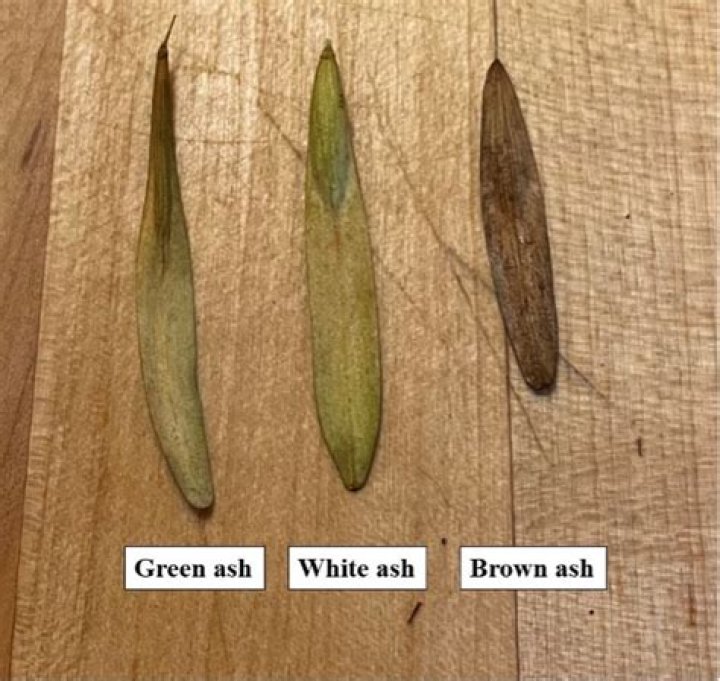 Are ash seeds edible