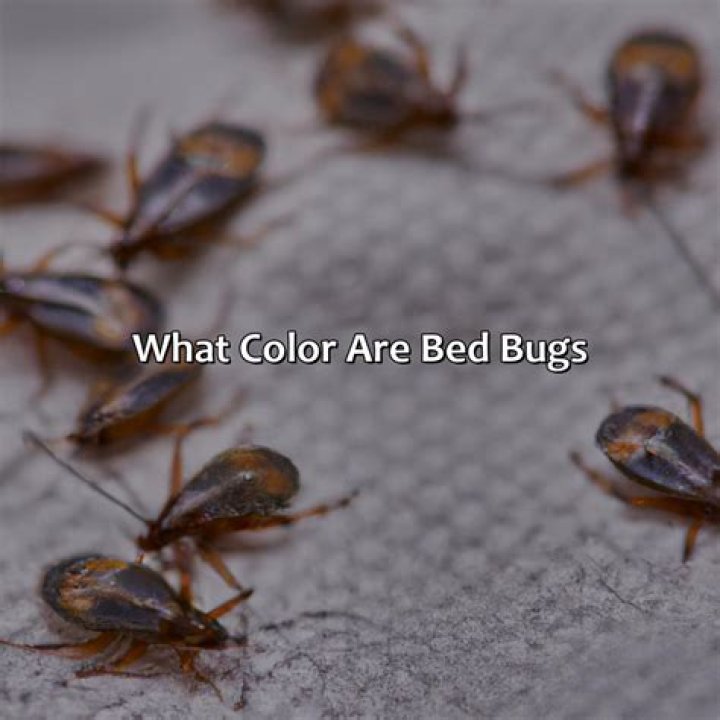 Are Bed Bugs clear in color
