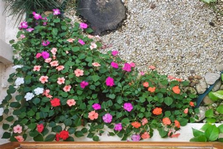 Are Busy Lizzies perennial