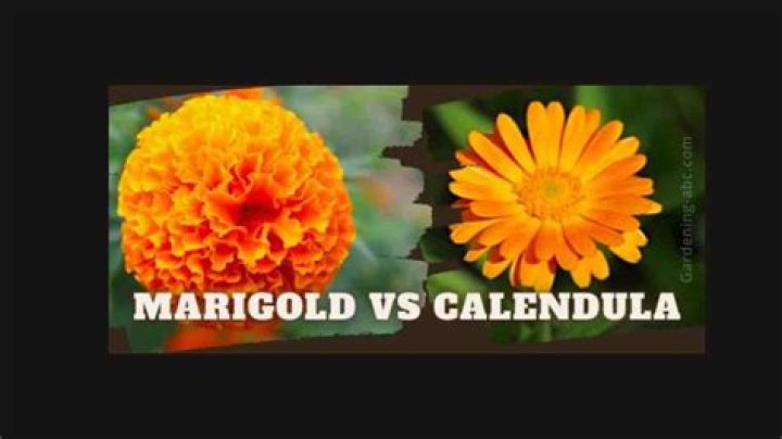 Are calendula and marigold the same