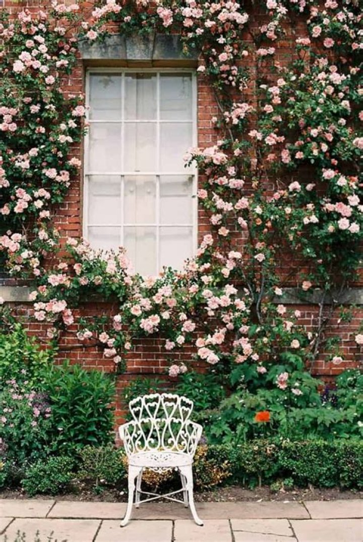 Are Climbing roses bad for brick