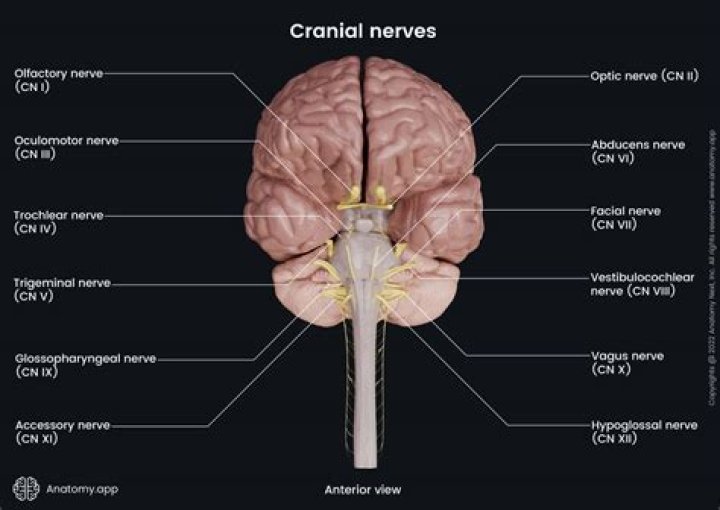 Are cranial nerves peripheral nervous system