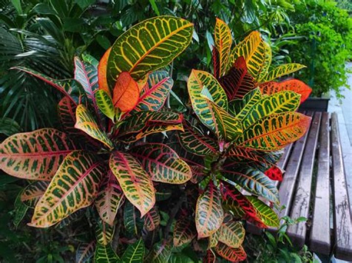 Are Croton plants poisonous to animals