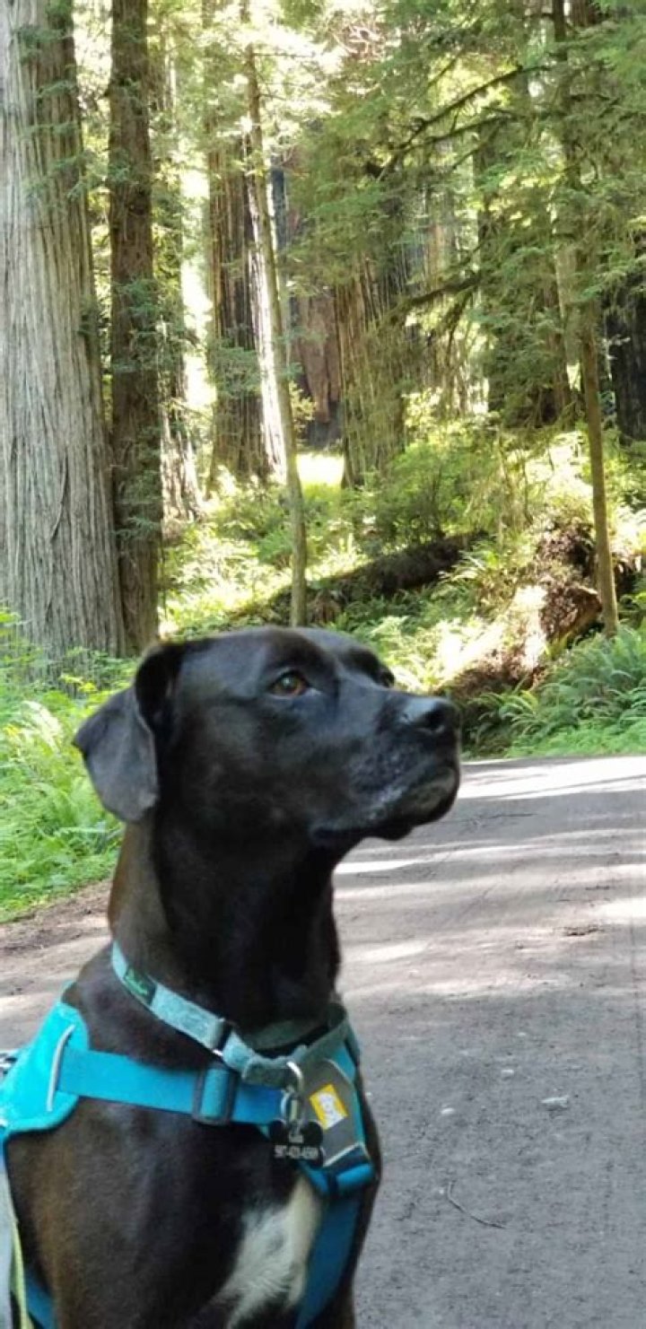 Are dogs allowed in Redwood National Forest