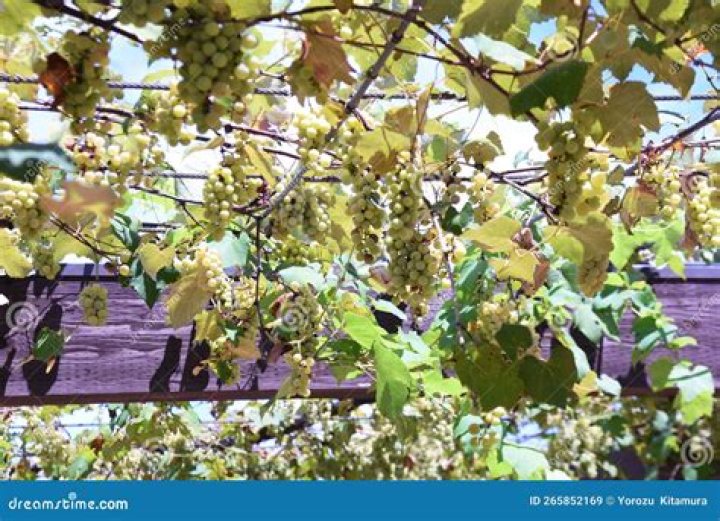 Are grape vines deciduous