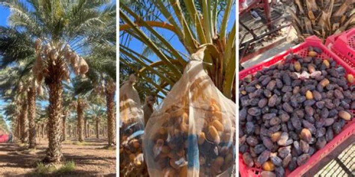 Are Medjool dates from Israel