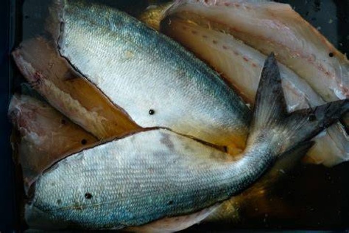 Are Ray Fish Good To Eat