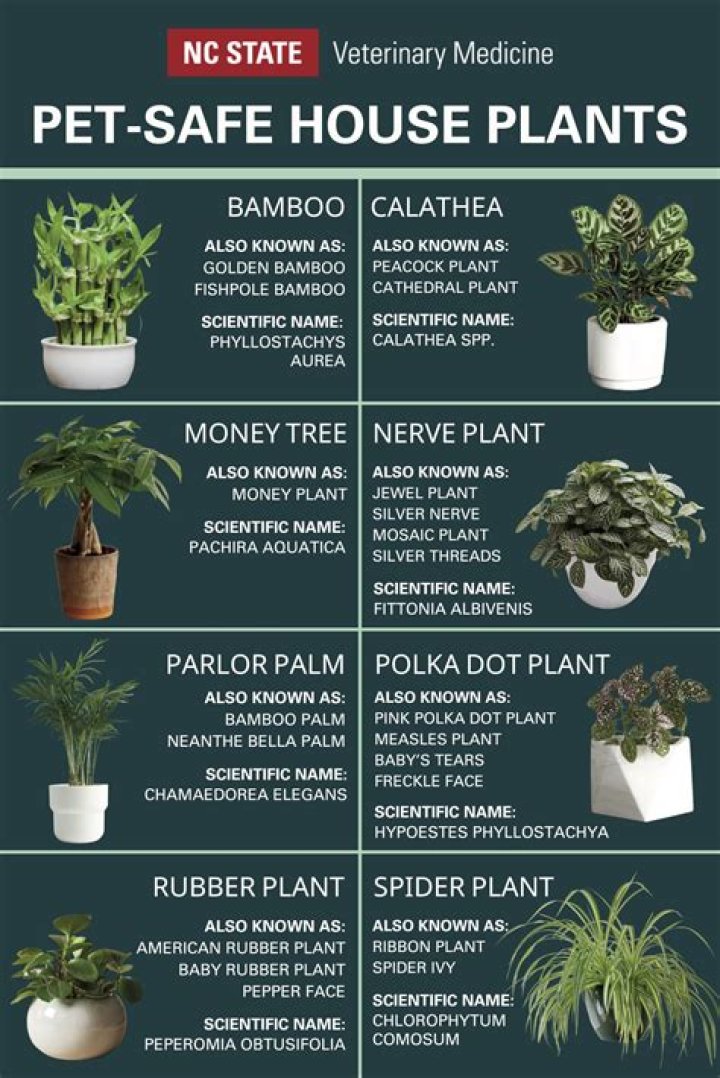 Are rubber plants pet safe