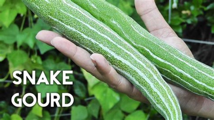 Are snake gourd seeds edible