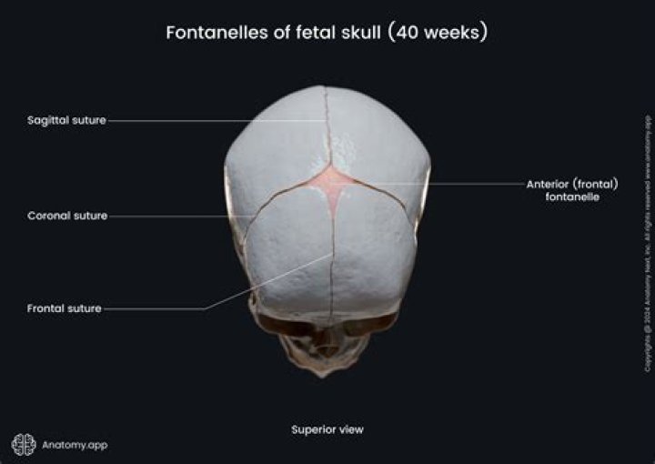 Are the same skull bones seen in the fetal skull