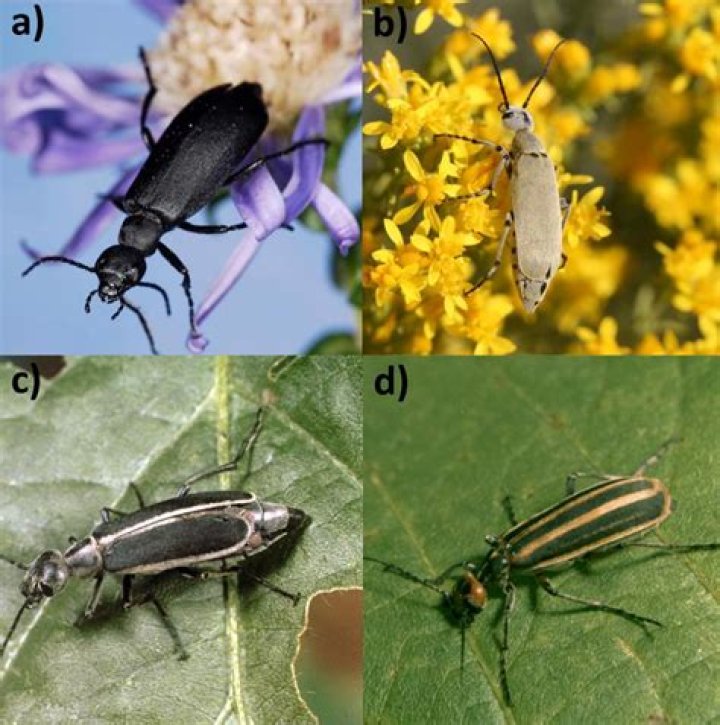 Are there blister beetles in Colorado