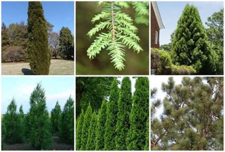 Are there evergreen trees in England