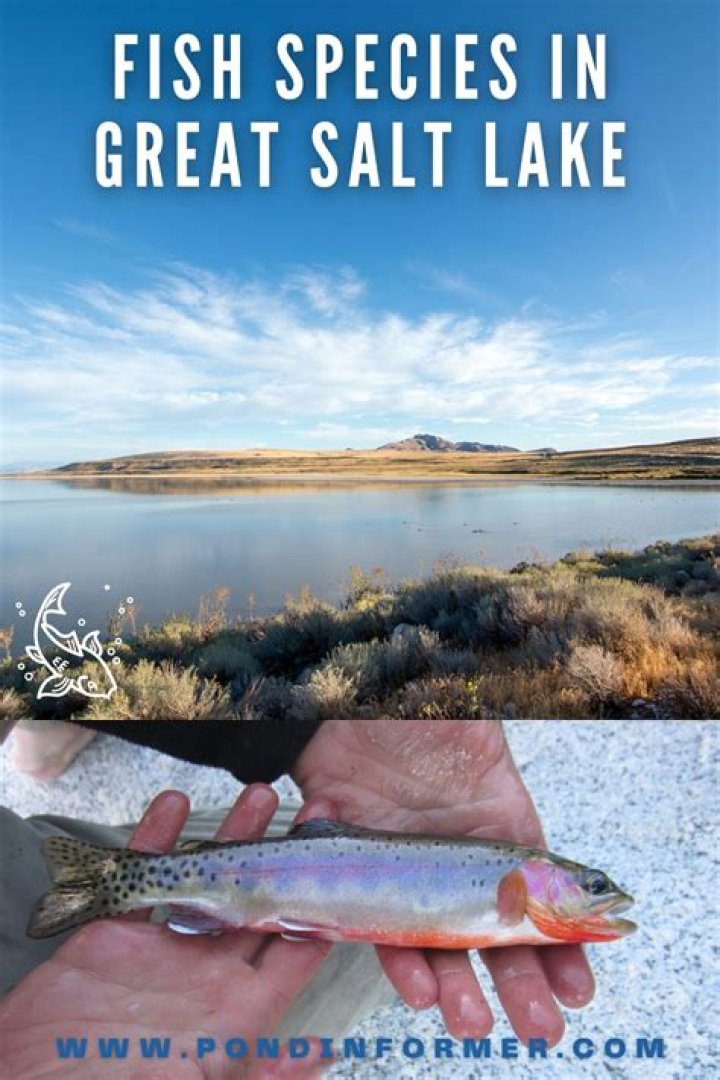 Are There Fish In Great Salt Lake Utah