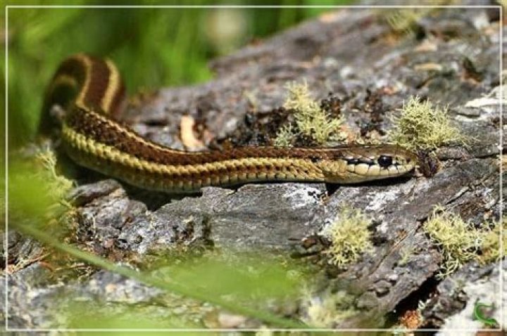 Are there garter snakes in Florida