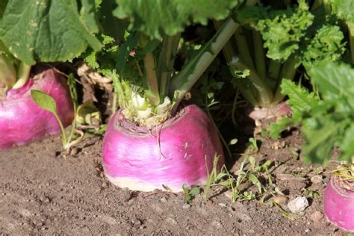 Are turnips in season now