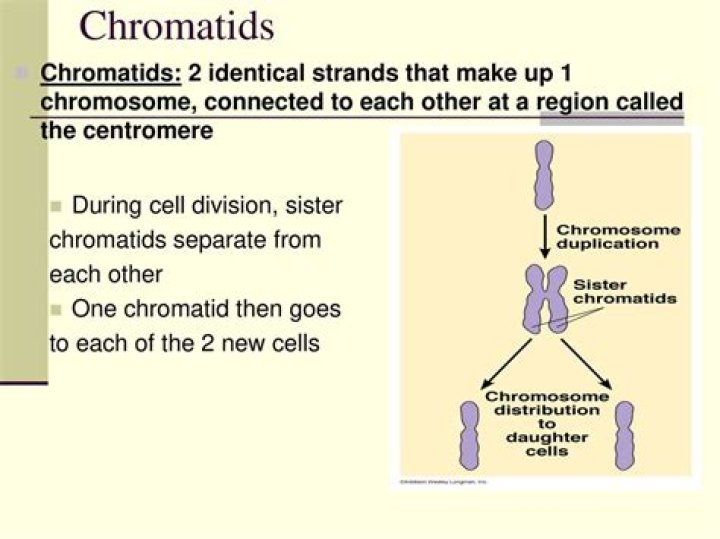 At what point are chromatids attached to each other