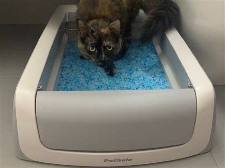 Can cat litter be used for dogs