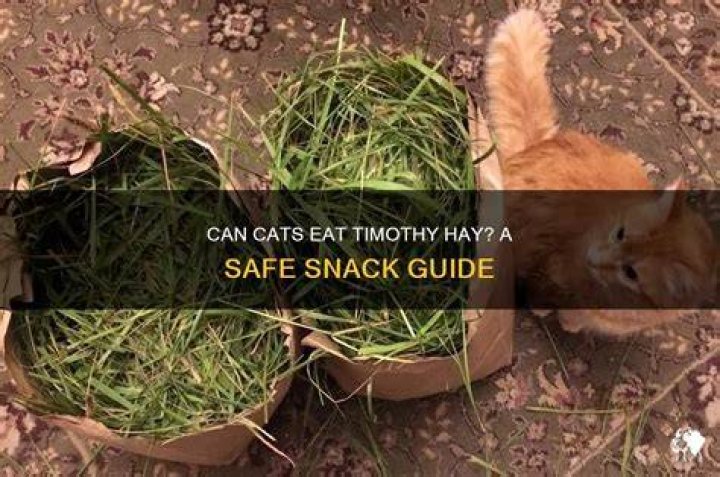 Can.Dogs And Cats.Have Timothy Hay