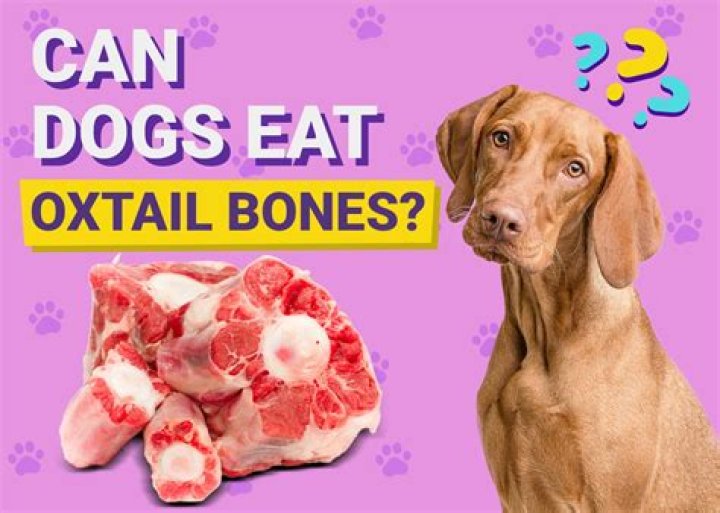 Can Dogs Eat Oxtail