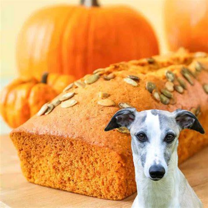 Can Dogs Have Pumpkin Bread