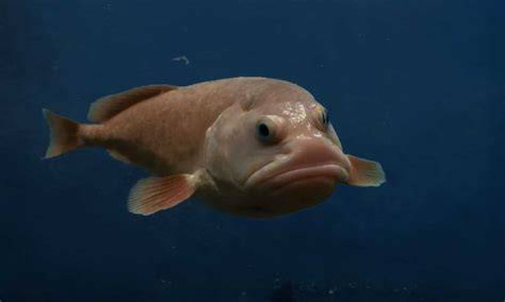 Can Fish See Air Yes Or No