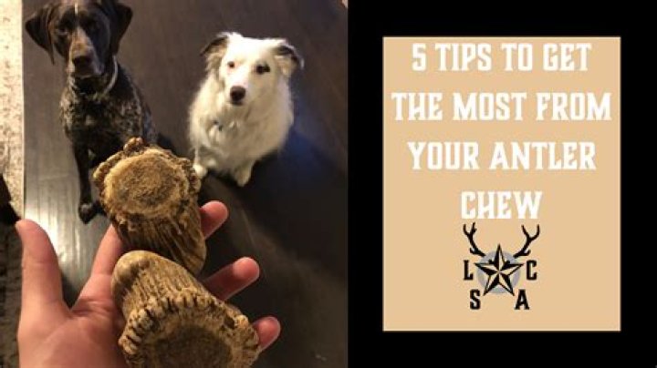 Can I give my dog a deer antler I found in the woods