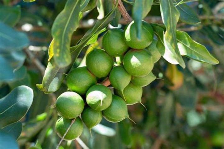 Can macadamia nut trees grow in Florida