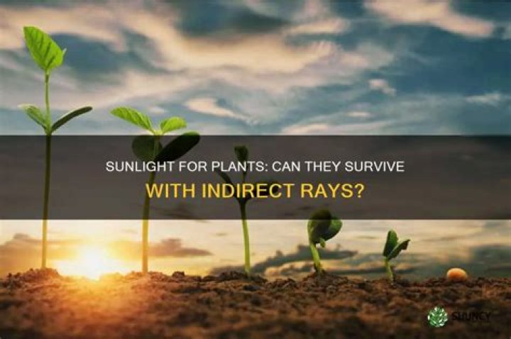 Can plants use indirect sunlight