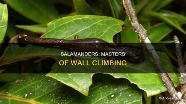 Can salamanders climb walls