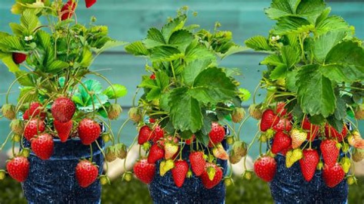 Can strawberries grow in clay soil