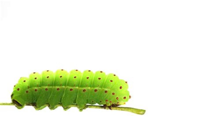 Can you buy luna moth caterpillars