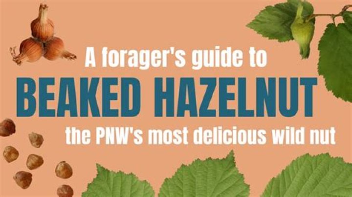 Can you eat green hazelnuts