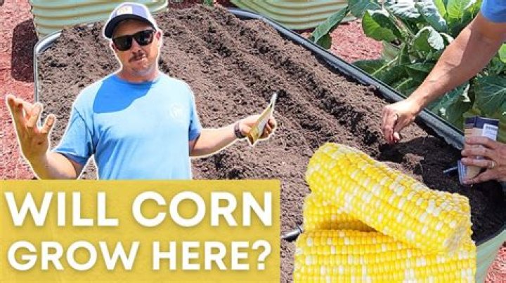 Can you grow corn on a hill