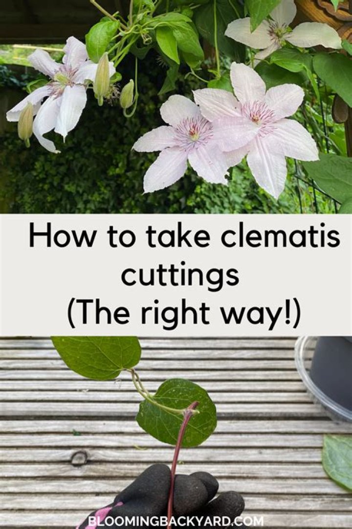 Can you take cuttings of clematis