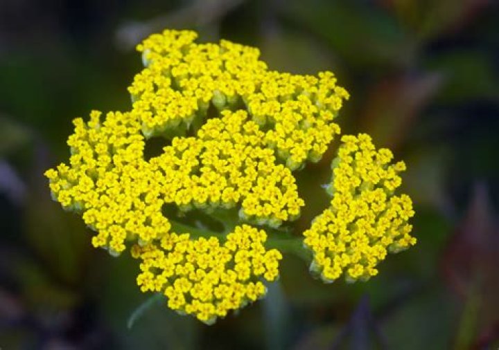 Can you transplant Yarrow