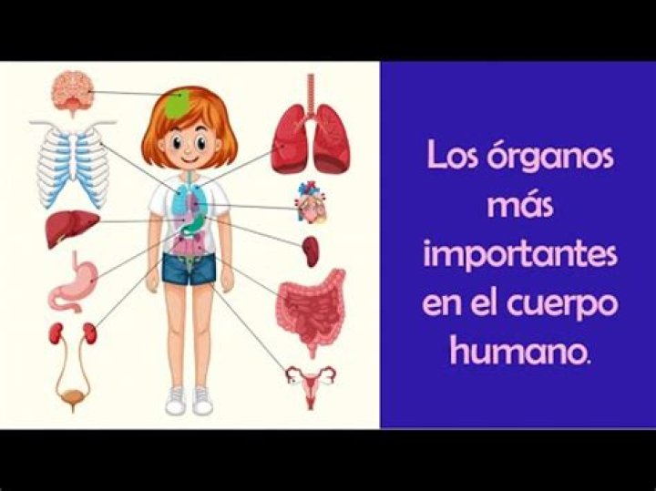 ¿Cuál es el órgano más importante del cuerpo humano