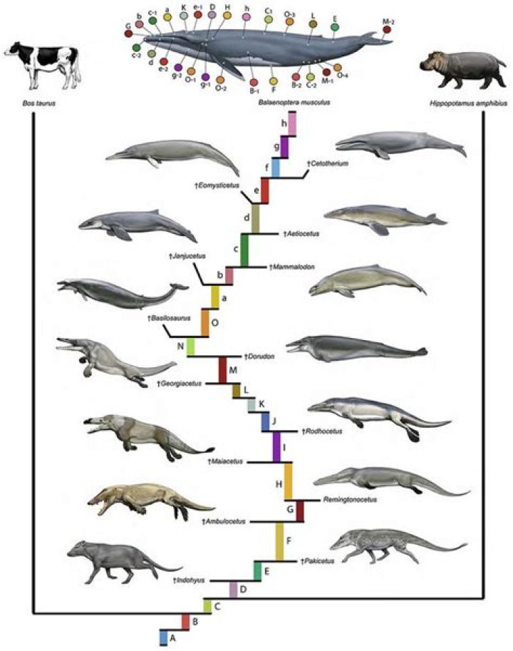 Did whales used to have legs