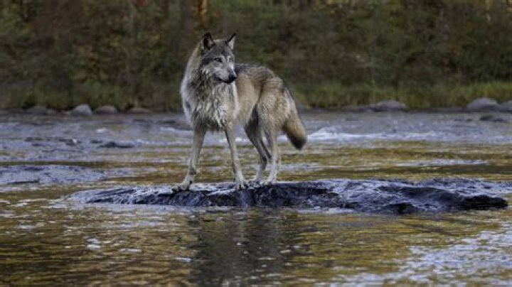 Did wolves change Yellowstone