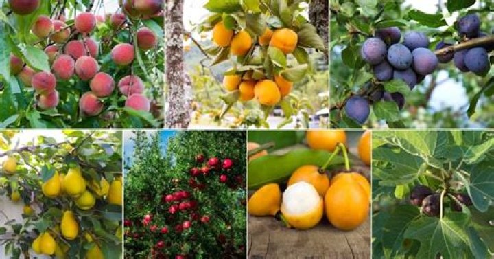 Do any fruit trees grow in the shade