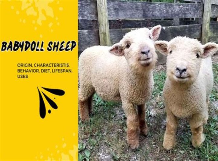 Do babydoll sheep have to be sheared