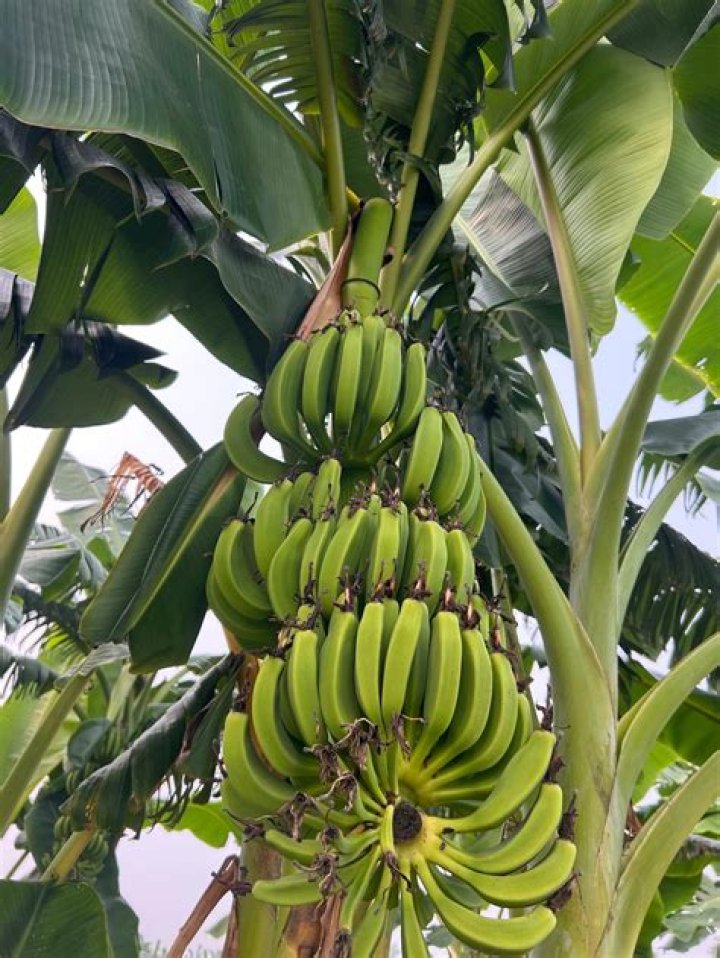 Do bananas grow in Maui