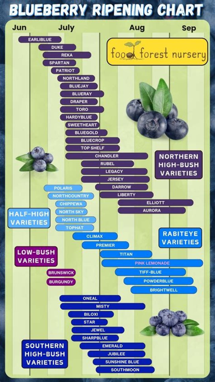 Do blueberries unclog arteries