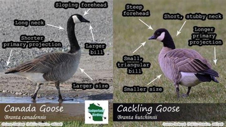 Do geese die for goose down