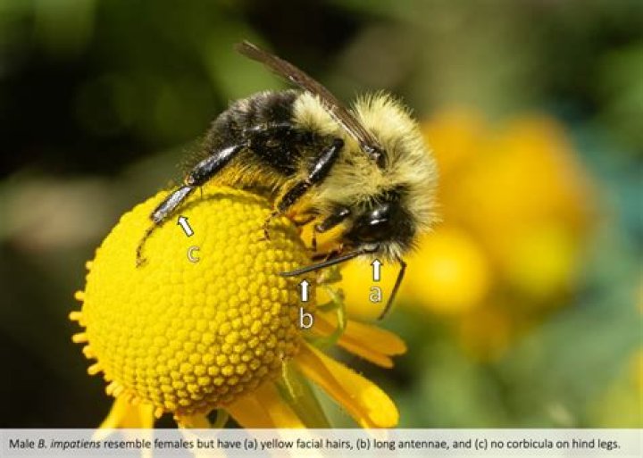 Do impatiens attract bees