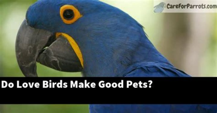 Do love birds make good pets