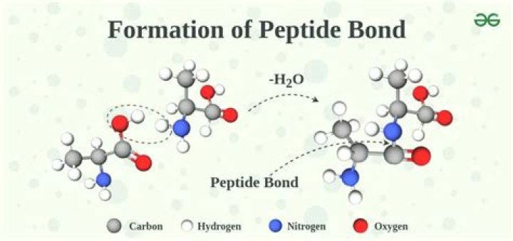 Do peptide bonds form spontaneously