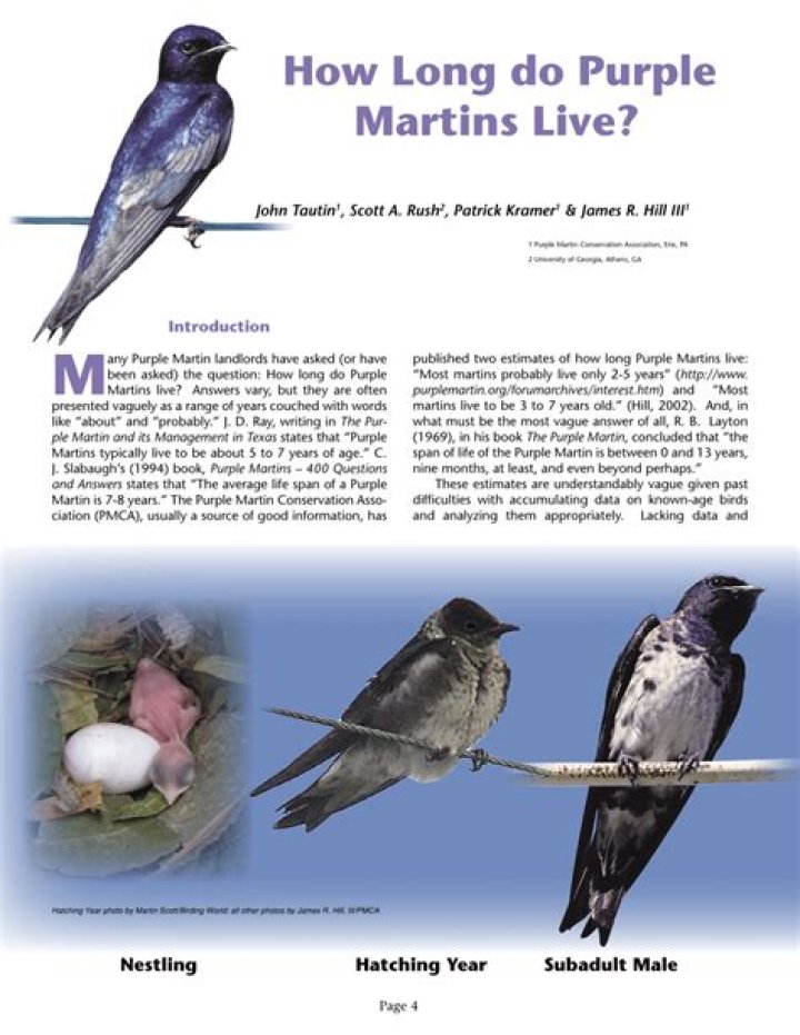Do purple martins live in Texas