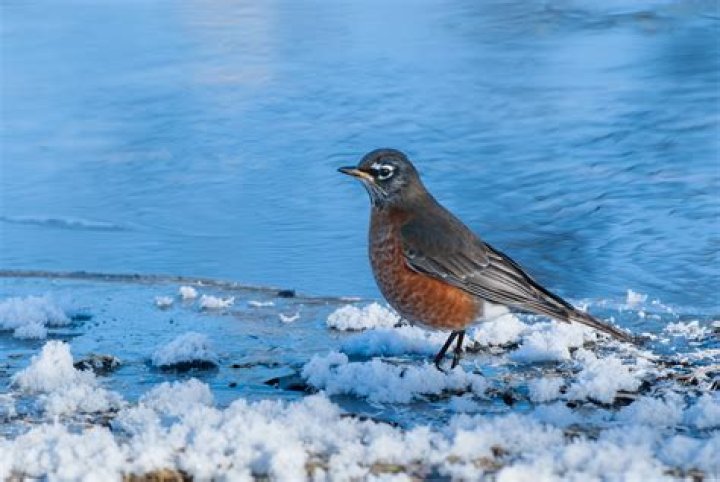 Do robins winter in Wisconsin